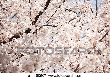 Cherry tree in full bloom View Large Photo Image Stock Photo - Cherry tree in full bloom. Fotosearch