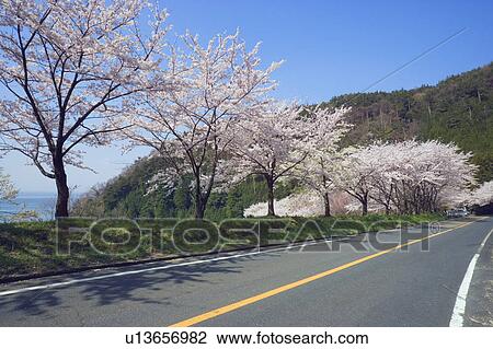 Cherry tree lined road, Nishiazai-machi, Shiga Prefecture, Japan View Large Photo Image Stock Image - Cherry tree lined road, Nishiazai-machi, Shiga Prefecture, Japan. Fotosearch