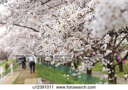 Stock Image - Cherry tree lined street, Kioyse, Tokyo, Japan. Fotosearch