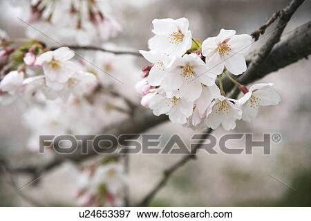 Cherry tree View Large Photo Image Stock Photo - Cherry tree. Fotosearch