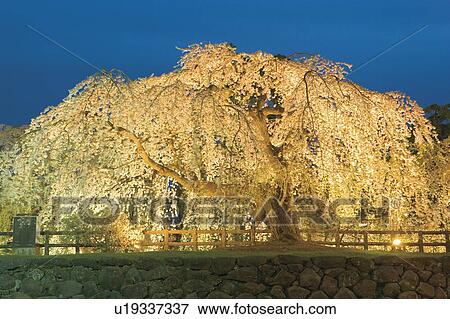 Stock Photo - Cherry tree with Christmas lights, Hirosaki, Aomori Prefecture, Japan. Fotosearch