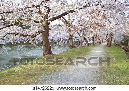 Cherry trees along a river, Hikosaki, Aomori Prefecture, Japan View Large Photo Image Stock Photography - Cherry trees along a river, Hikosaki, Aomori Prefecture, Japan. Fotosearch