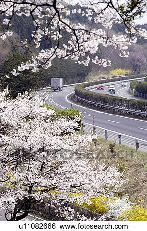 Stock Photograph - Cherry trees and the Tohuku expressway, Tochigi Prefecture, Japan. Fotosearch