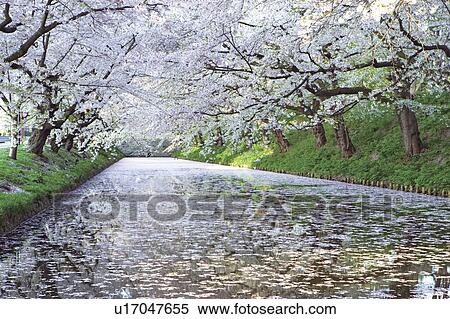 Stock Photography - Cherry trees lining river, Aomori Prefecture, Japan. Fotosearch
