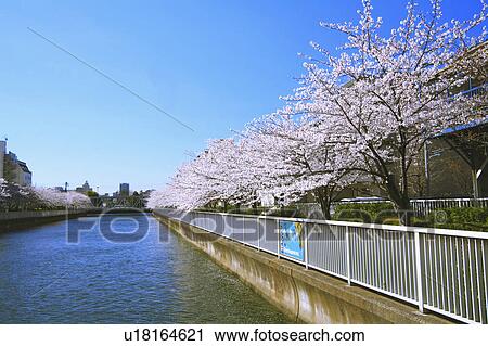 Stock Image - Cherry trees next to river, Koto-ku, Tokyo Prefecture, Japan. Fotosearch