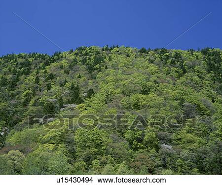 Picture - Cherry trees on a mountain. Fukaura-machi, Aomori Prefecture, Japan. Fotosearch