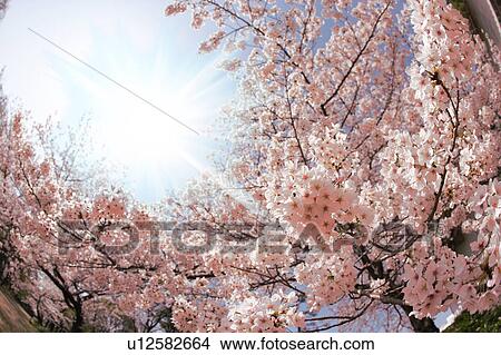 Cherry trees View Large Photo Image Picture - Cherry trees. Fotosearch