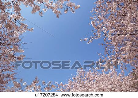 Cherry trees View Large Photo Image Picture - Cherry trees. Fotosearch