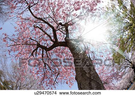 Picture - Cherry trees. Fotosearch