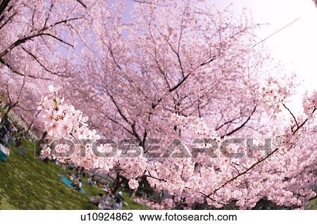 Stock Image - Cherry trees. Fotosearch