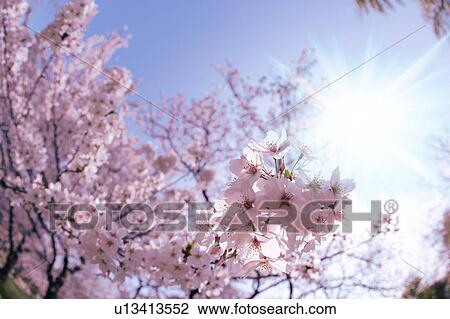 Stock Image - Cherry trees. Fotosearch