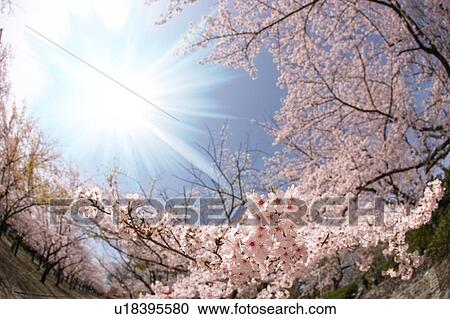 Stock Image - Cherry trees. Fotosearch