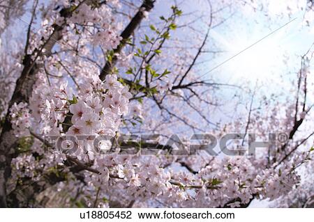 Cherry trees View Large Photo Image Stock Image - Cherry trees. Fotosearch