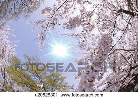 Stock Image - Cherry trees. Fotosearch