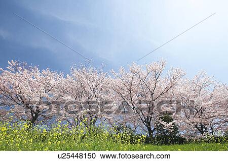 Stock Image - Cherry trees. Fotosearch
