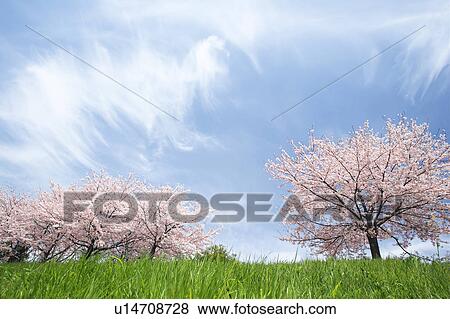 Cherry trees View Large Photo Image Stock Photo - Cherry trees. Fotosearch