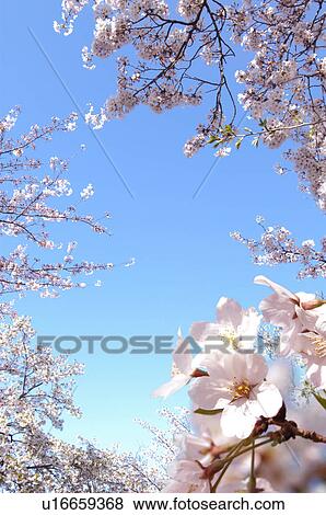 Stock Photo - Cherry trees. Fotosearch