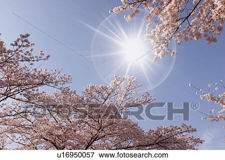 Stock Photo - Cherry trees. Fotosearch