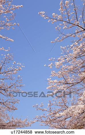 Stock Photo - Cherry trees. Fotosearch