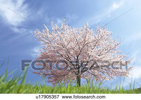Cherry trees View Large Photo Image Stock Photo - Cherry trees. Fotosearch