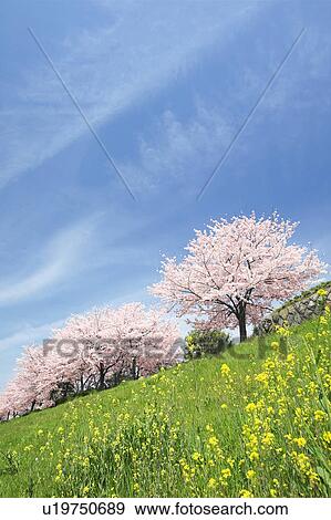 Cherry trees View Large Photo Image Stock Photo - Cherry trees. Fotosearch