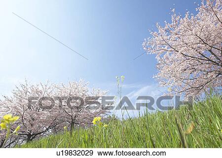 Cherry trees View Large Photo Image Stock Photo - Cherry trees. Fotosearch
