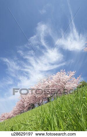 Stock Photo - Cherry trees. Fotosearch