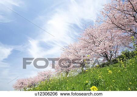 Stock Photograph - Cherry trees. Fotosearch