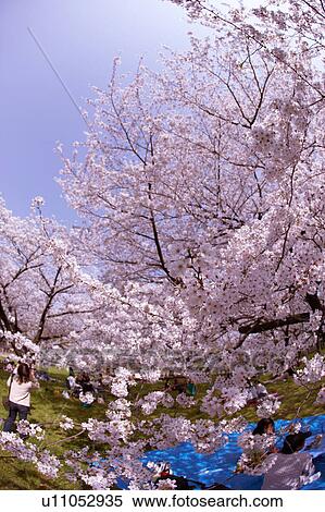 Cherry trees View Large Photo Image Stock Photography - Cherry trees. Fotosearch