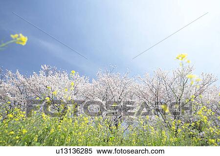 Cherry trees View Large Photo Image Stock Photography - Cherry trees. Fotosearch