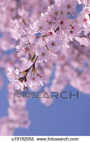 Stock Photography - Cherry trees. Fotosearch