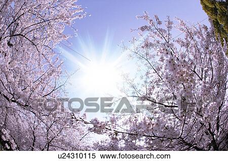 Stock Photography - Cherry trees. Fotosearch