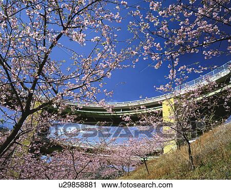 Stock Image - Cherry trees under an overpass, Izu, Shizuoka Prefecture, Japan. Fotosearch