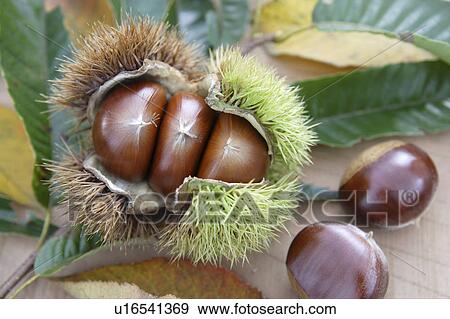 Stock Photo - Chestnut. Fotosearch
