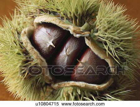 Stock Photography - Chestnut. Fotosearch
