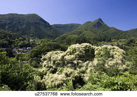 Chestnut Tree, Yamagata Prefecture, Honshu, Japan View Large Photo Image Stock Photo - Chestnut Tree, Yamagata Prefecture, Honshu, Japan. Fotosearch