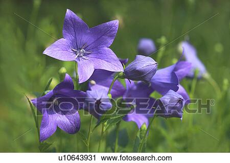 Chinese bellflowers View Large Photo Image Stock Image - Chinese bellflowers. Fotosearch