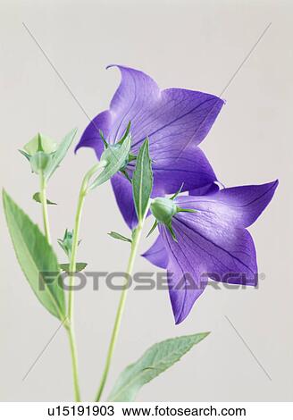 Chinese bellflowers View Large Photo Image Stock Image - Chinese bellflowers. Fotosearch