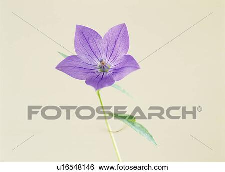 Chinese bellflowers View Large Photo Image Stock Photograph - Chinese bellflowers. Fotosearch