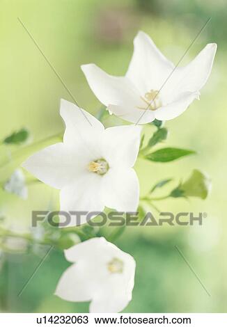 Stock Image - Chinese bellflowers, Tochigi Prefecture, Japan. Fotosearch