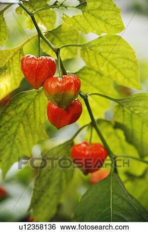 Stock Photograph - Chinese Lantern tree. Fotosearch
