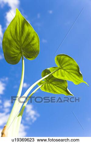 Stock Image - Chinese taro leaves under a blue sky. Fotosearch