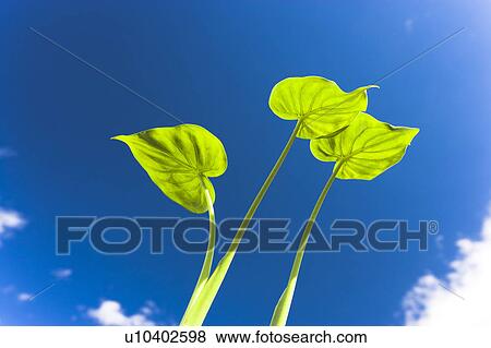 Stock Photo - Chinese taro leaves under a blue sky. Fotosearch