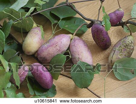 Chocolate vine View Large Photo Image Stock Image - Chocolate vine. Fotosearch