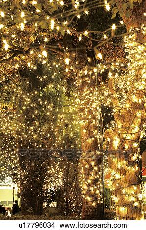 Picture - Christmas lights. Fotosearch