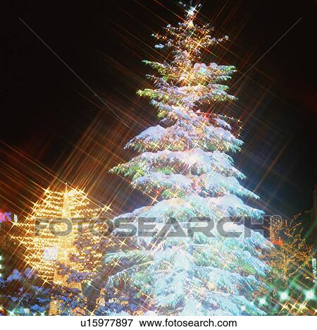 Christmas trees View Large Photo Image Stock Photo - Christmas trees. Fotosearch