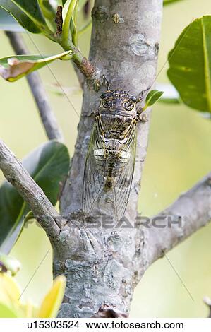 Picture - Cicada on tree trunk. Ishigaki island, Okinawa Prefecture, Japan. Fotosearch