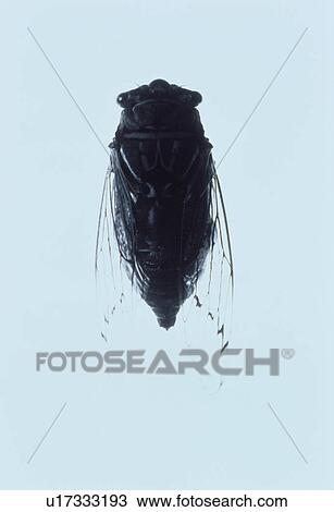 Stock Image - Cicada on white background. Fotosearch