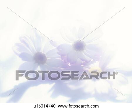 Cineraria View Large Photo Image Stock Image - Cineraria. Fotosearch