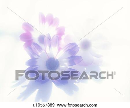 Cineraria View Large Photo Image Stock Photo - Cineraria. Fotosearch